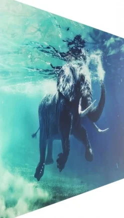 Obraz Glass Swimming Elephant 180x120 Cm Kolorowy