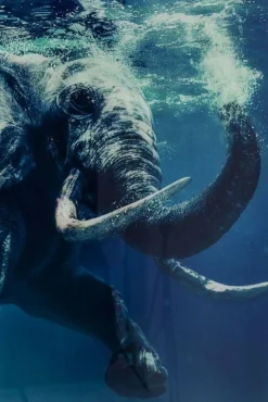 Obraz Glass Swimming Elephant 180x120 Cm Kolorowy
