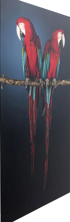 Obraz Twin Parrot 80x120 Cm