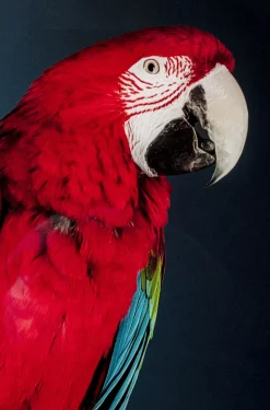 Obraz Twin Parrot 80x120 Cm