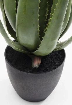 Roślina Dekoracyjna Aloe 69 Cm