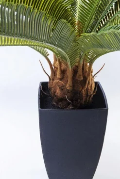 Roślina Dekoracyjna Cycas Tree 40x78 Cm