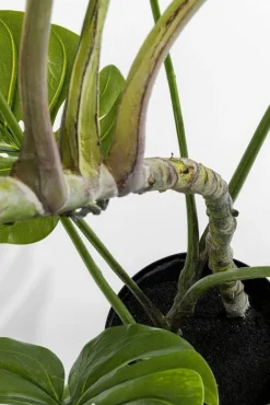 Roślina Dekoracyjna Monstera 110 Cm