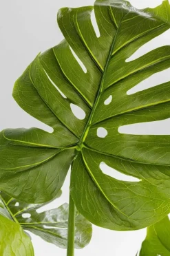 Roślina Dekoracyjna Monstera 110 Cm
