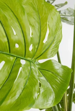 Roślina Dekoracyjna Monstera 110 Cm
