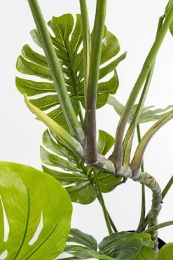 Roślina Dekoracyjna Monstera 110 Cm