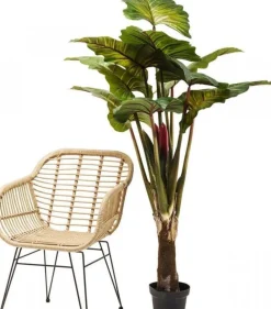 Roślina Dekoracyjna Rainforest Red 170 Cm Kolorowa